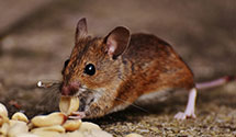 24 Hour & Emergency Exterminators in Horatio, SC